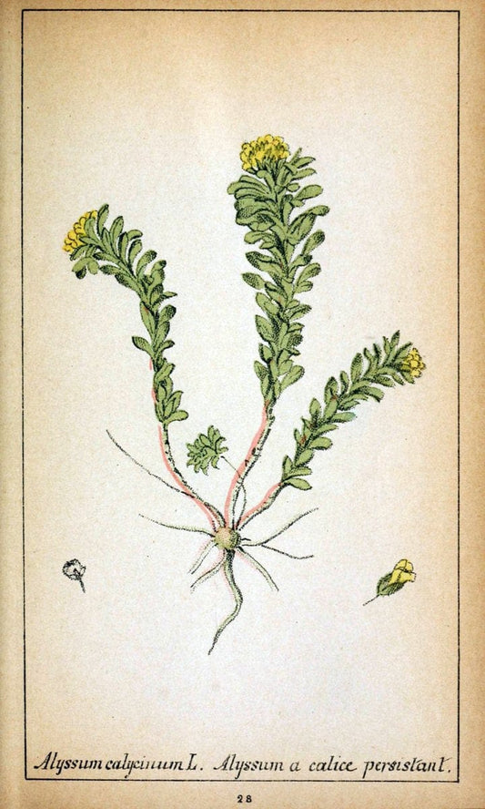 Choix de plantes de l'Europe centrale et particuliÃ¨rement de la Suisse et de la SavoieGe | Europe Central "Pictorial works" Plants "Savoy (France and Italy)" Switzerland  | Vintage Reproduction 457678
