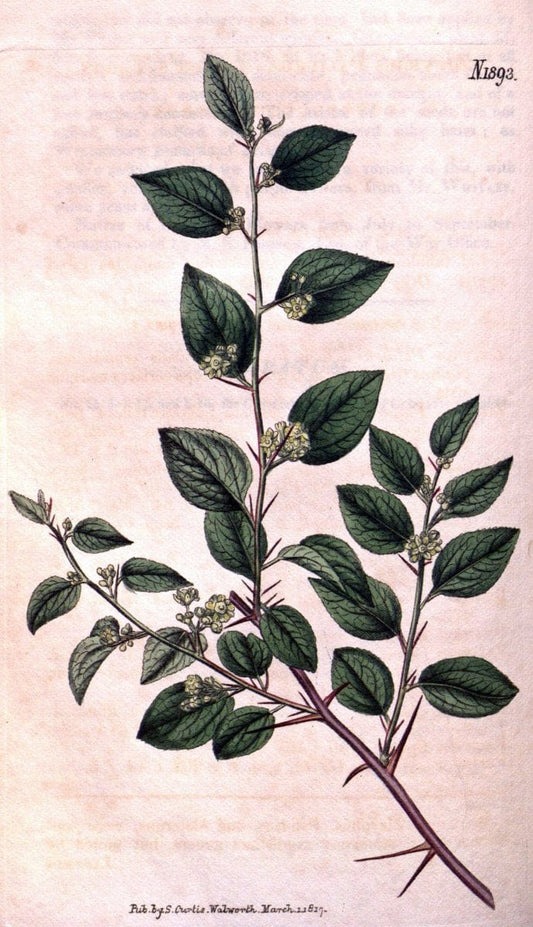 Curtis's botanical magazine. London ; New York [etc.] :Academic Press [etc.]. | "Botanical illustration" Botany Periodicals "Pictorial works" "Plants, Ornamental"  | Vintage Print Reproduction 457679