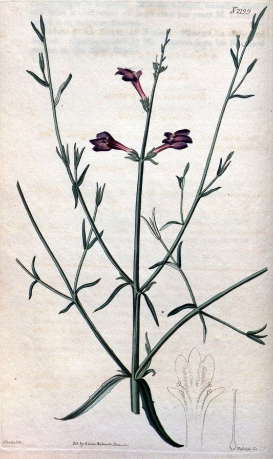 Curtis's botanical magazine. London ; New York [etc.] :Academic Press [etc.]. | "Botanical illustration" Botany Periodicals "Pictorial works" "Plants, Ornamental"  | Vintage Print Reproduction 457680
