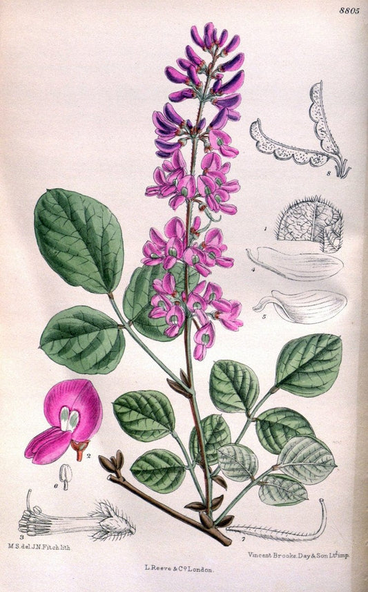 Curtis's botanical magazine. London ; New York [etc.] :Academic Press [etc.]. | "Botanical illustration" Botany Periodicals "Pictorial works" "Plants, Ornamental"  | Vintage Print Reproduction 457681