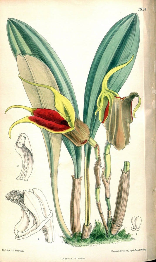 Curtis's botanical magazine. London ;New York [etc.] :Academic Press [etc.]. | Botany Periodicals "Pictorial works"  | Vintage Print Reproduction 457682