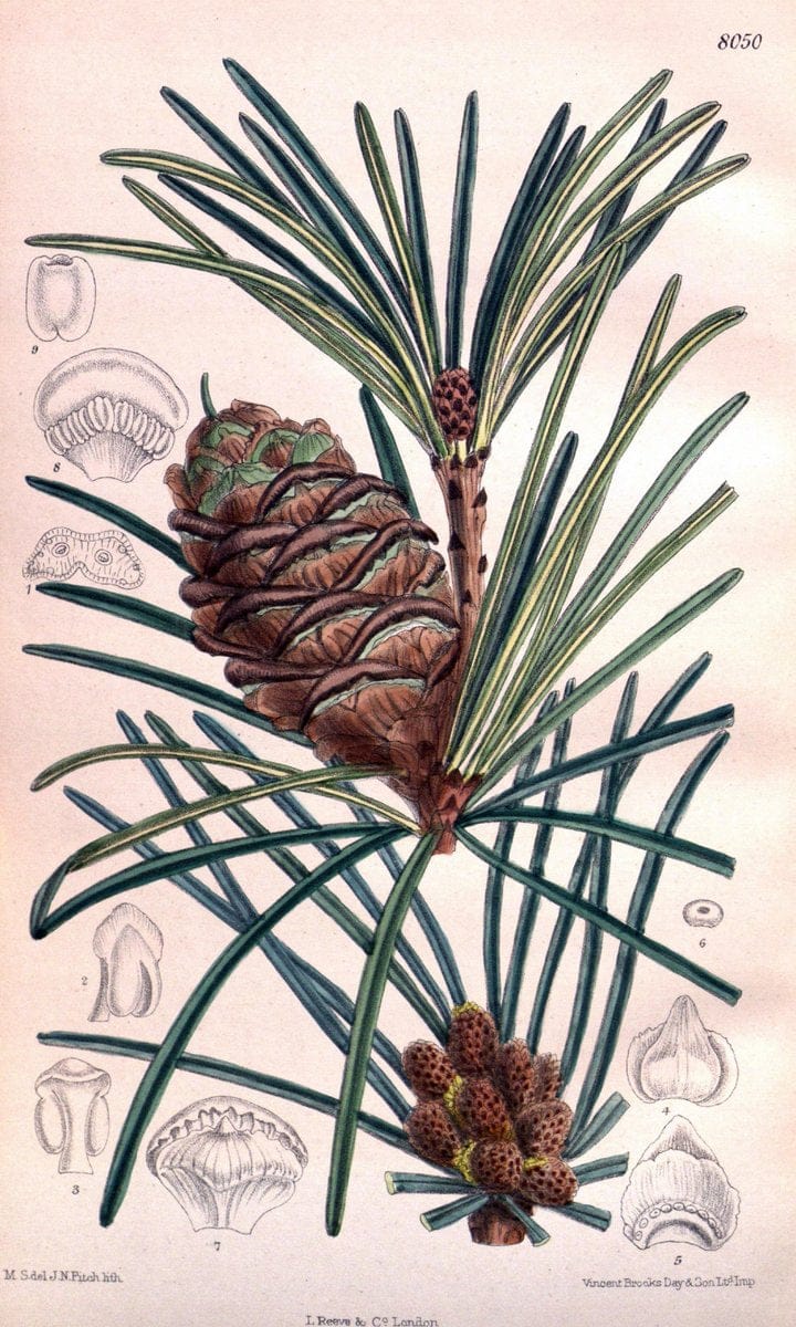 Curtis's botanical magazine. London ; New York [etc.] :Academic Press [etc.]. | "Botanical illustration" Botany Periodicals "Pictorial works" "Plants, Ornamental"  | Vintage Print Reproduction 457683