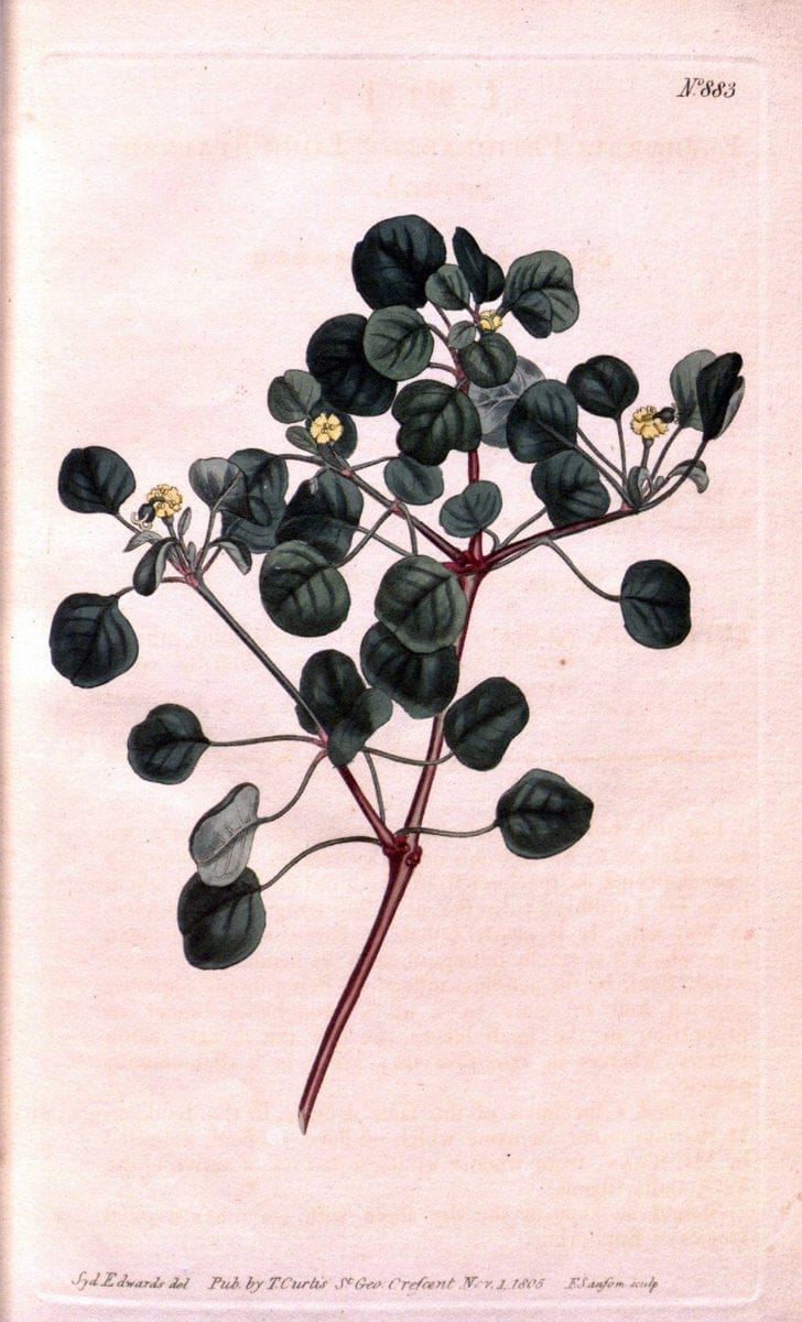 Curtis's botanical magazine. London ;New York [etc.] :Academic Press [etc.]. | Botany Periodicals "Pictorial works"  | Vintage Print Reproduction 457684