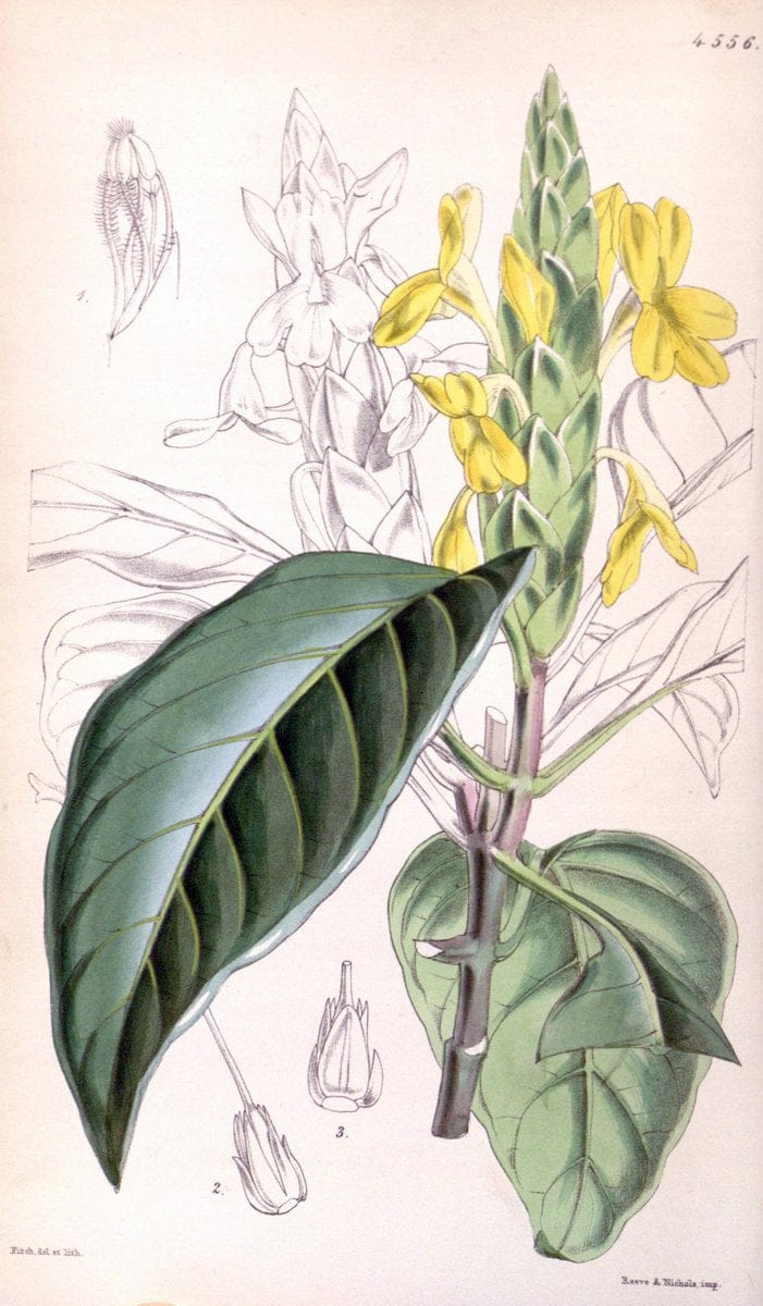 Curtis's botanical magazine. London ; New York [etc.] :Academic Press [etc.]. | "Botanical illustration" Botany Periodicals "Pictorial works" "Plants, Ornamental"  | Vintage Print Reproduction 457685