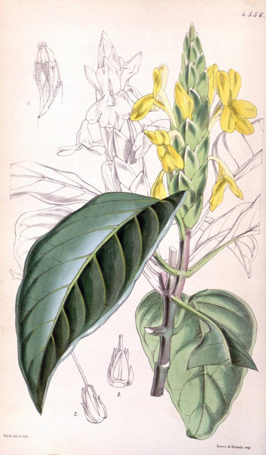 Curtis's botanical magazine. London ; New York [etc.] :Academic Press [etc.]. | "Botanical illustration" Botany Periodicals "Pictorial works" "Plants, Ornamental"  | Vintage Print Reproduction 457685