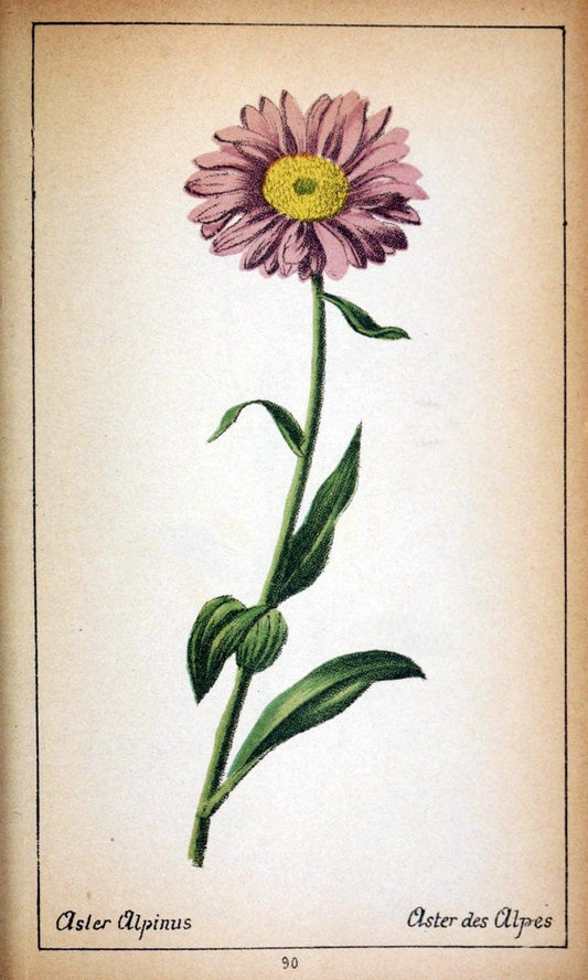 Choix de plantes de l'Europe centrale et particuliÃ¨rement de la Suisse et de la SavoieGe | Europe Central "Pictorial works" Plants "Savoy (France and Italy)" Switzerland  | Vintage Reproduction 457686