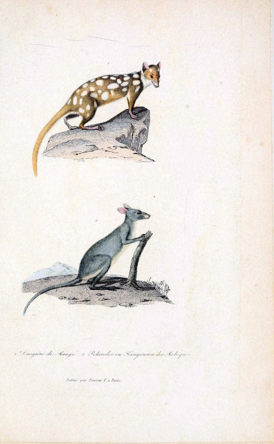 ComplÃ©ments de Buffon. t.1.Paris :P. Pourrat FrÃ¨res,1838. | Anthropology Birds Mammals SIL | Vintage Print Reproduction 457687