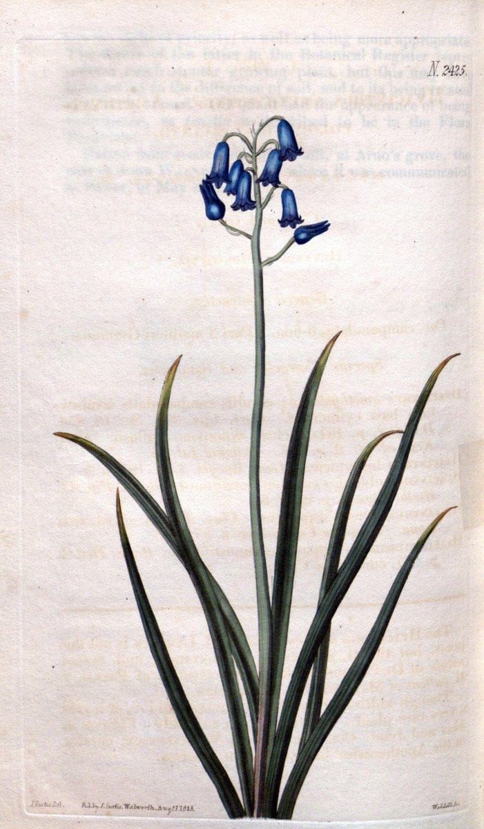 Curtis's botanical magazine. London ; New York [etc.] :Academic Press [etc.]. | "Botanical illustration" Botany Periodicals "Pictorial works" "Plants, Ornamental"  | Vintage Print Reproduction 457689