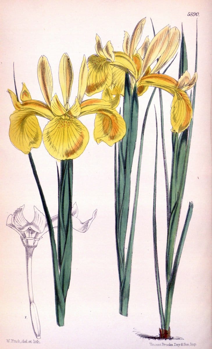 Curtis's botanical magazine..London ;New York [etc.] :Academic Press [etc.]. |  | Vintage Print Reproduction 457690