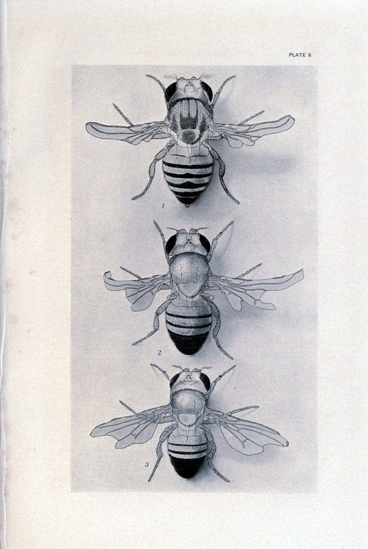 Contributions to the genetics of Drosophila melanogaster . .Washington,Carnegie Institution of Washington,1919.  | "Drosophila melanogaster" Heredity Karyokinesis  | Vintage Print Reproduction 457691
