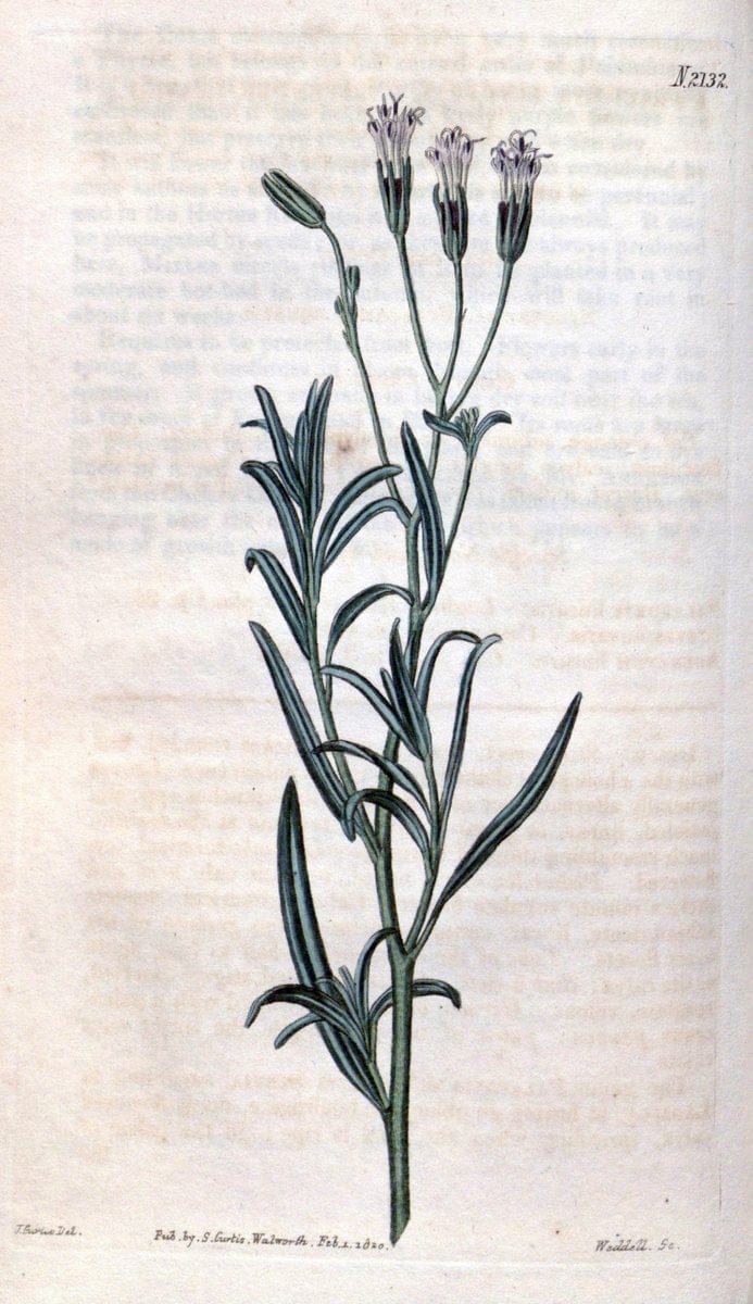 Curtis's botanical magazine. London ; New York [etc.] :Academic Press [etc.]. | "Botanical illustration" Botany Periodicals "Pictorial works" "Plants, Ornamental"  | Vintage Print Reproduction 457692