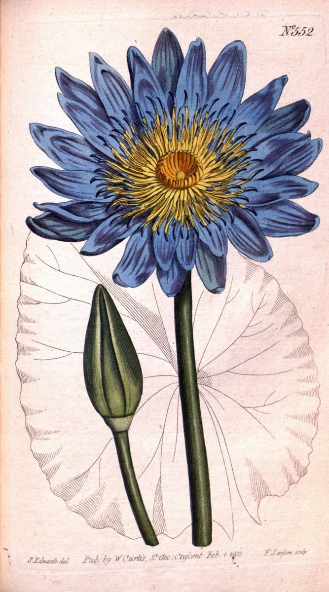 Curtis's botanical magazine. London ;New York [etc.] :Academic Press [etc.]. | Botany Periodicals "Pictorial works"  | Vintage Print Reproduction 457693