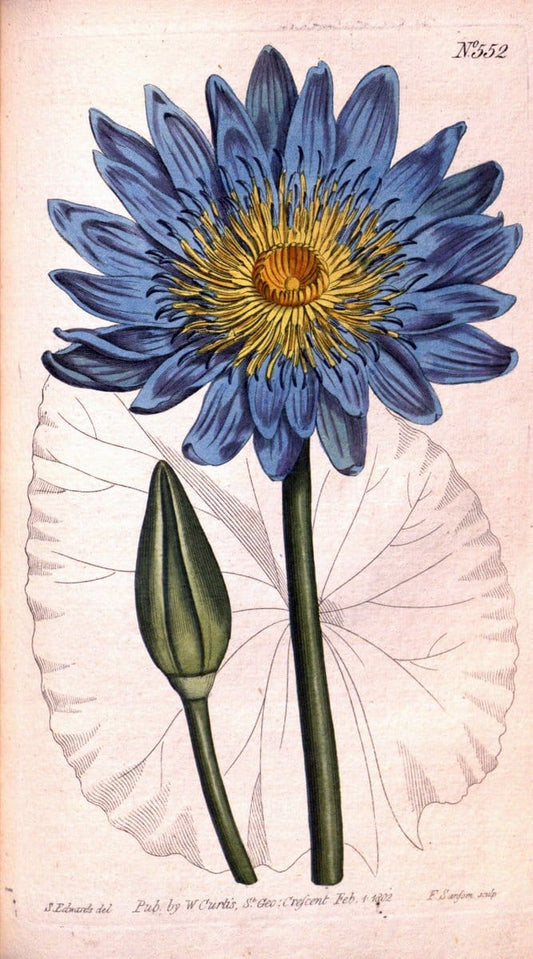 Curtis's botanical magazine. London ;New York [etc.] :Academic Press [etc.]. | Botany Periodicals "Pictorial works"  | Vintage Print Reproduction 457693