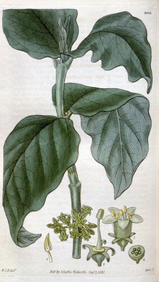 Curtis's botanical magazine. London ;New York [etc.] :Academic Press [etc.]. | Botany Periodicals "Pictorial works"  | Vintage Print Reproduction 457694