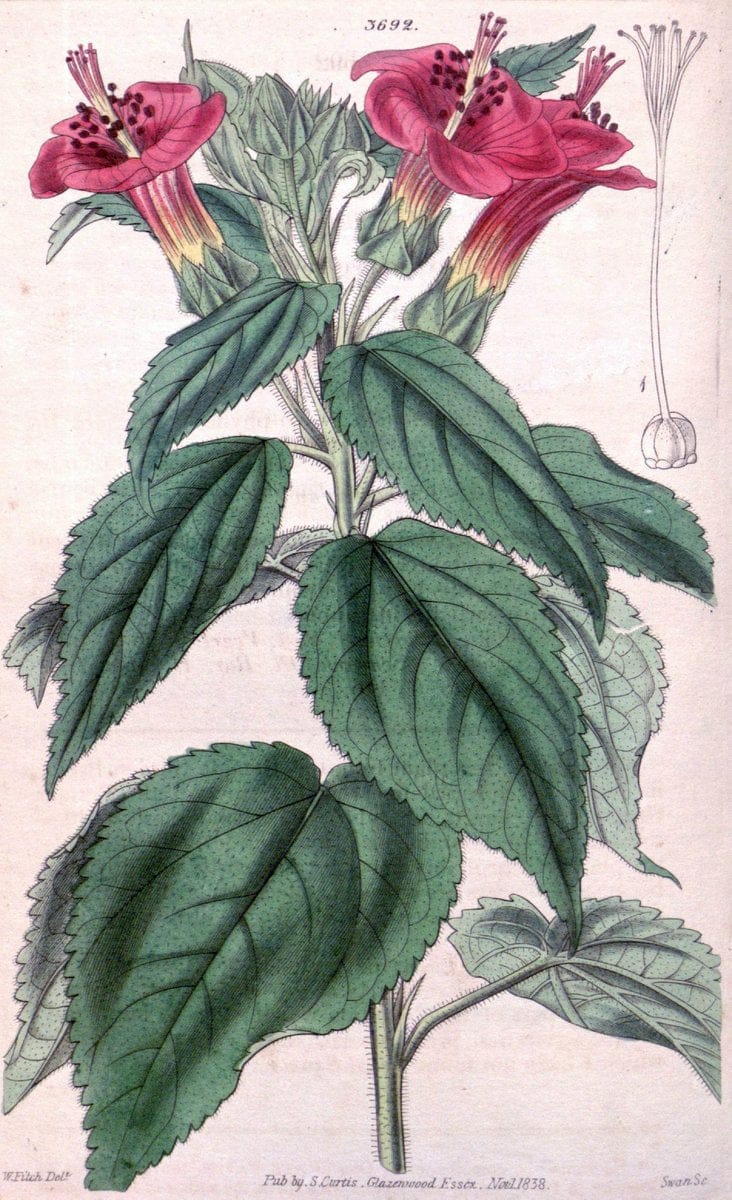 Curtis's botanical magazine. London ;New York [etc.] :Academic Press [etc.]. | Botany Periodicals "Pictorial works"  | Vintage Print Reproduction 457695