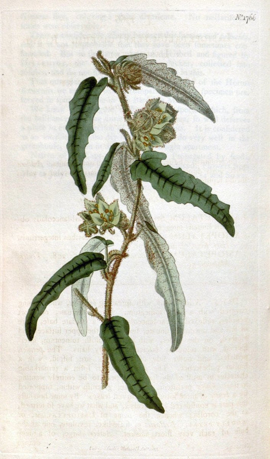 Curtis's botanical magazine. London ; New York [etc.] :Academic Press [etc.]. | "Botanical illustration" Botany Periodicals "Pictorial works" "Plants, Ornamental"  | Vintage Print Reproduction 457696