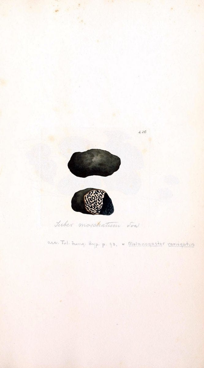 Coloured figures of English fungi or mushrooms. London,Printed by J. Davis,1797-[1809]. | England Mushrooms  | Vintage Print Reproduction 457697