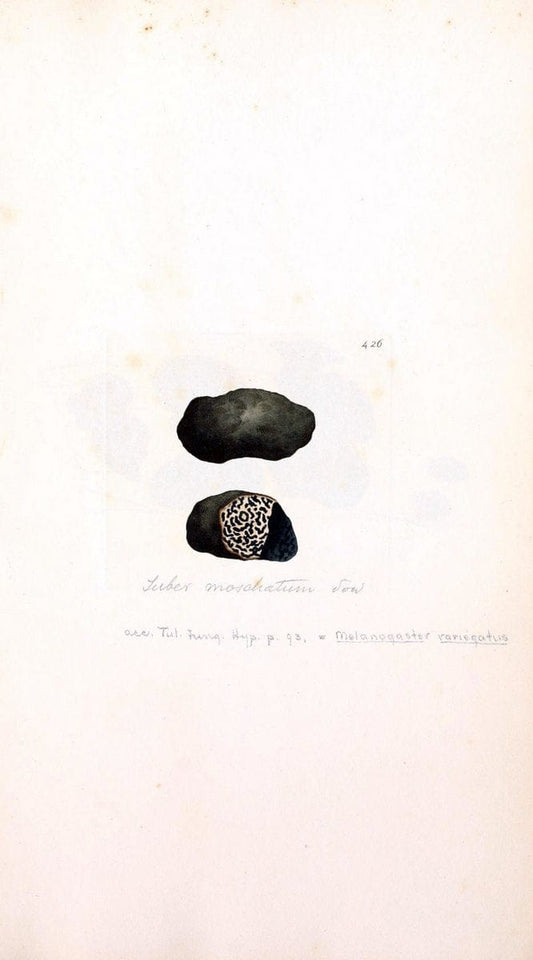 Coloured figures of English fungi or mushrooms. London,Printed by J. Davis,1797-[1809]. | England Mushrooms  | Vintage Print Reproduction 457697