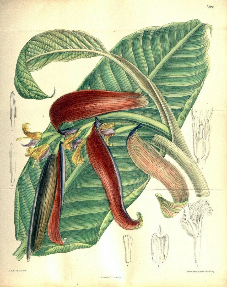 Curtis's botanical magazine. London ; New York [etc.] :Academic Press [etc.]. | "Botanical illustration" Botany Periodicals "Pictorial works" "Plants, Ornamental"  | Vintage Print Reproduction 457698