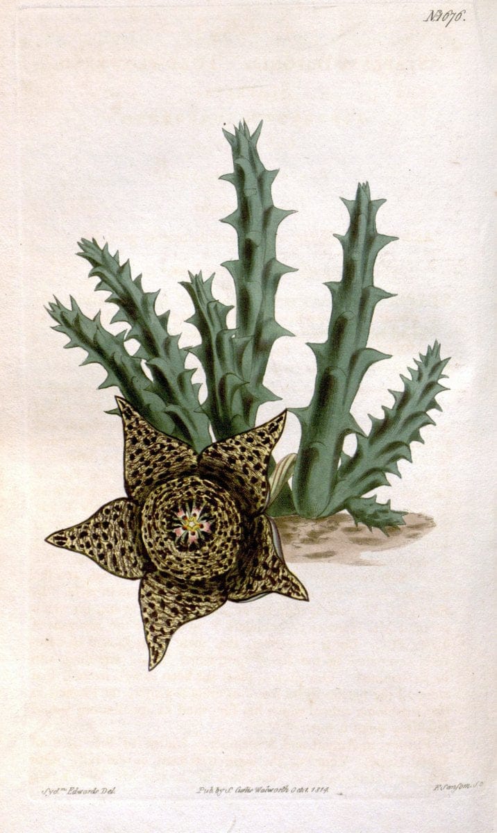 Curtis's botanical magazine. London ; New York [etc.] :Academic Press [etc.]. | "Botanical illustration" Botany Periodicals "Pictorial works" "Plants, Ornamental"  | Vintage Print Reproduction 457699