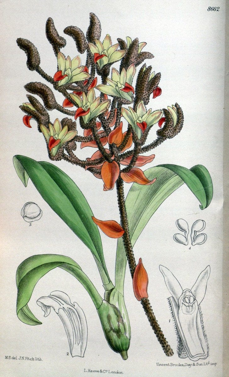 Curtis's botanical magazine. London ; New York [etc.] :Academic Press [etc.]. | "Botanical illustration" Botany Periodicals "Pictorial works" "Plants, Ornamental"  | Vintage Print Reproduction 457700