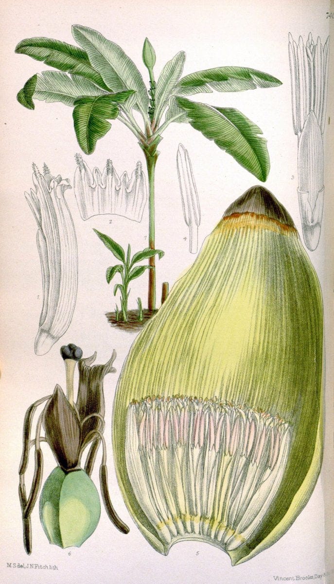 Curtis's botanical magazine. London ; New York [etc.] :Academic Press [etc.]. | "Botanical illustration" Botany Periodicals "Pictorial works" "Plants, Ornamental"  | Vintage Print Reproduction 457701