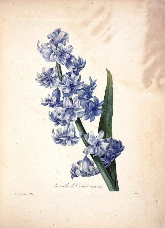 Choix des plus belles fleurs :.Paris :Ernest Panckoucke,[1833].  | 1833 Botany France Icones "Pictorial works"  | Vintage Print Reproduction 457702