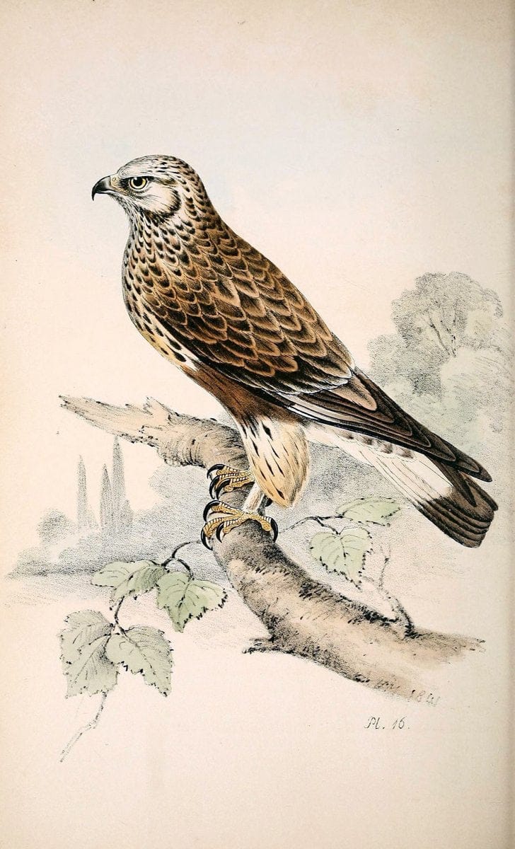 Coloured illustrations of British birds, and their eggs /.London :G.W. Nickisson,1842-1850.. |  | Vintage Print Reproduction 457703
