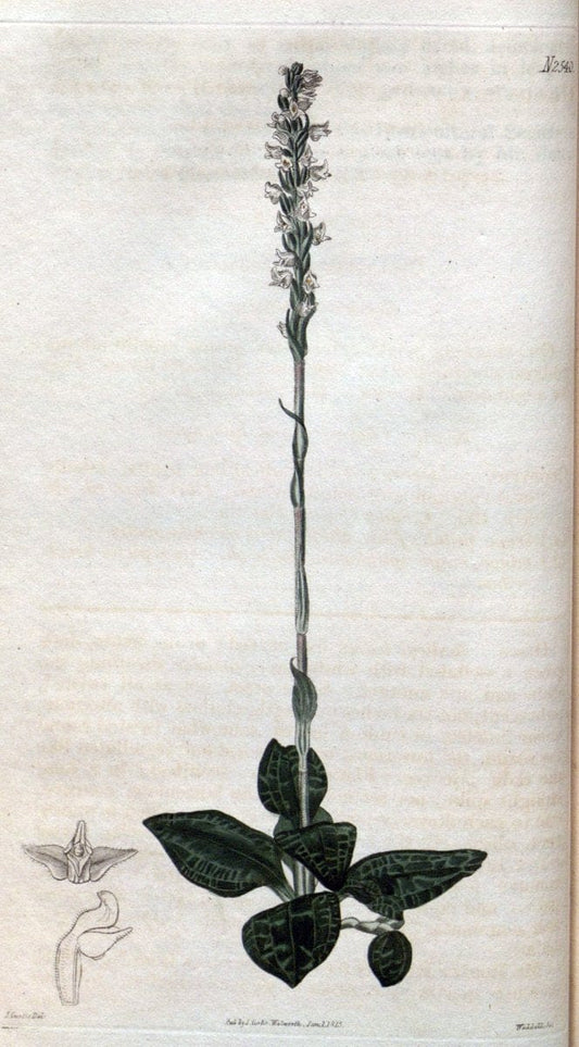 Curtis's botanical magazine. London ; New York [etc.] :Academic Press [etc.]. | "Botanical illustration" Botany Periodicals "Pictorial works" "Plants, Ornamental"  | Vintage Print Reproduction 457704
