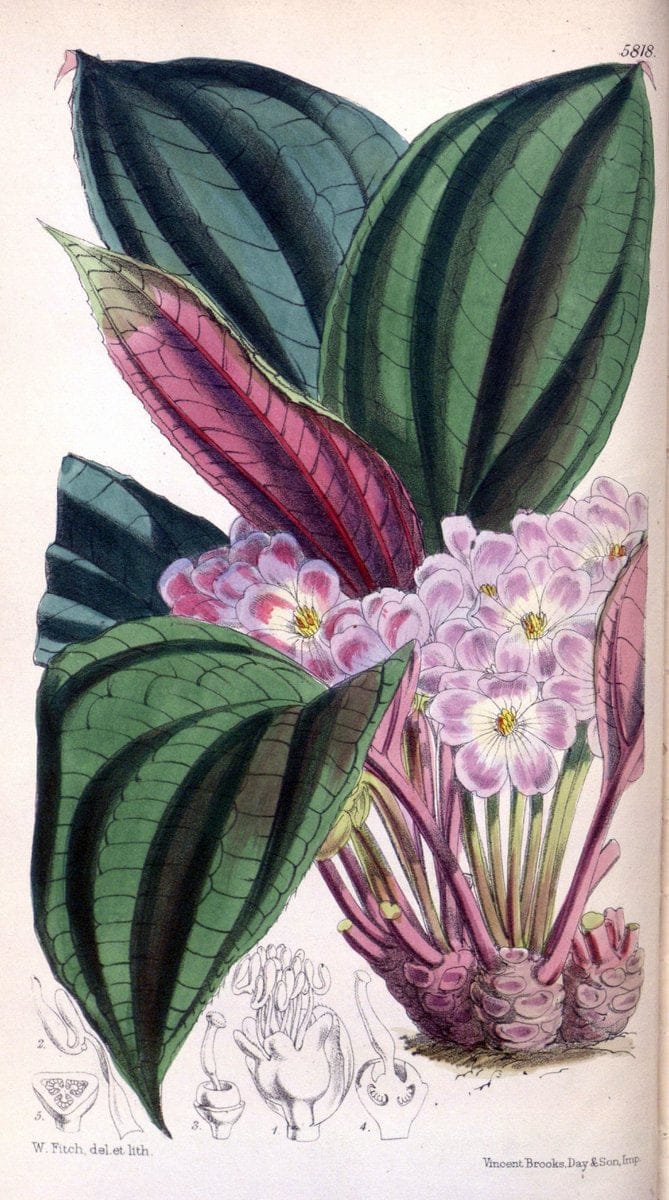 Curtis's botanical magazine. London ; New York [etc.] :Academic Press [etc.]. | "Botanical illustration" Botany Periodicals "Pictorial works" "Plants, Ornamental"  | Vintage Print Reproduction 457705