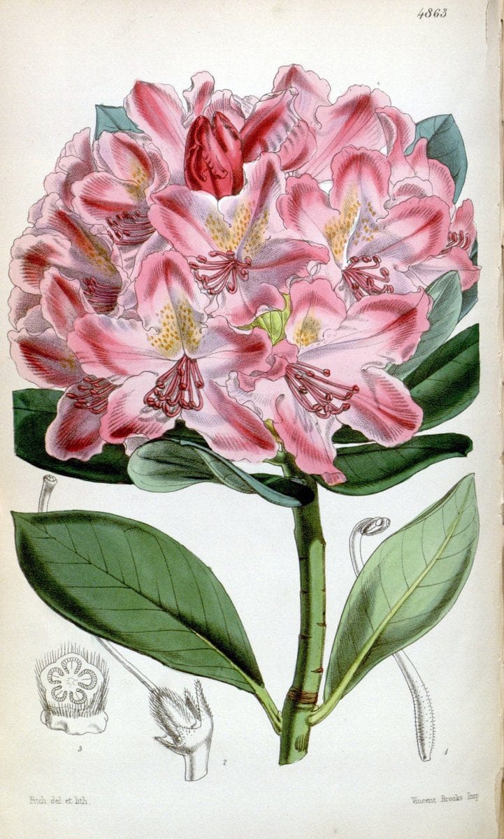 Curtis's botanical magazine. London ;New York [etc.] :Academic Press [etc.]. | Botany Periodicals "Pictorial works"  | Vintage Print Reproduction 457706