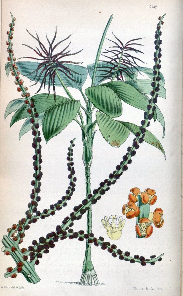 Curtis's botanical magazine. London ;New York [etc.] :Academic Press [etc.]. | Botany Periodicals "Pictorial works"  | Vintage Print Reproduction 457707