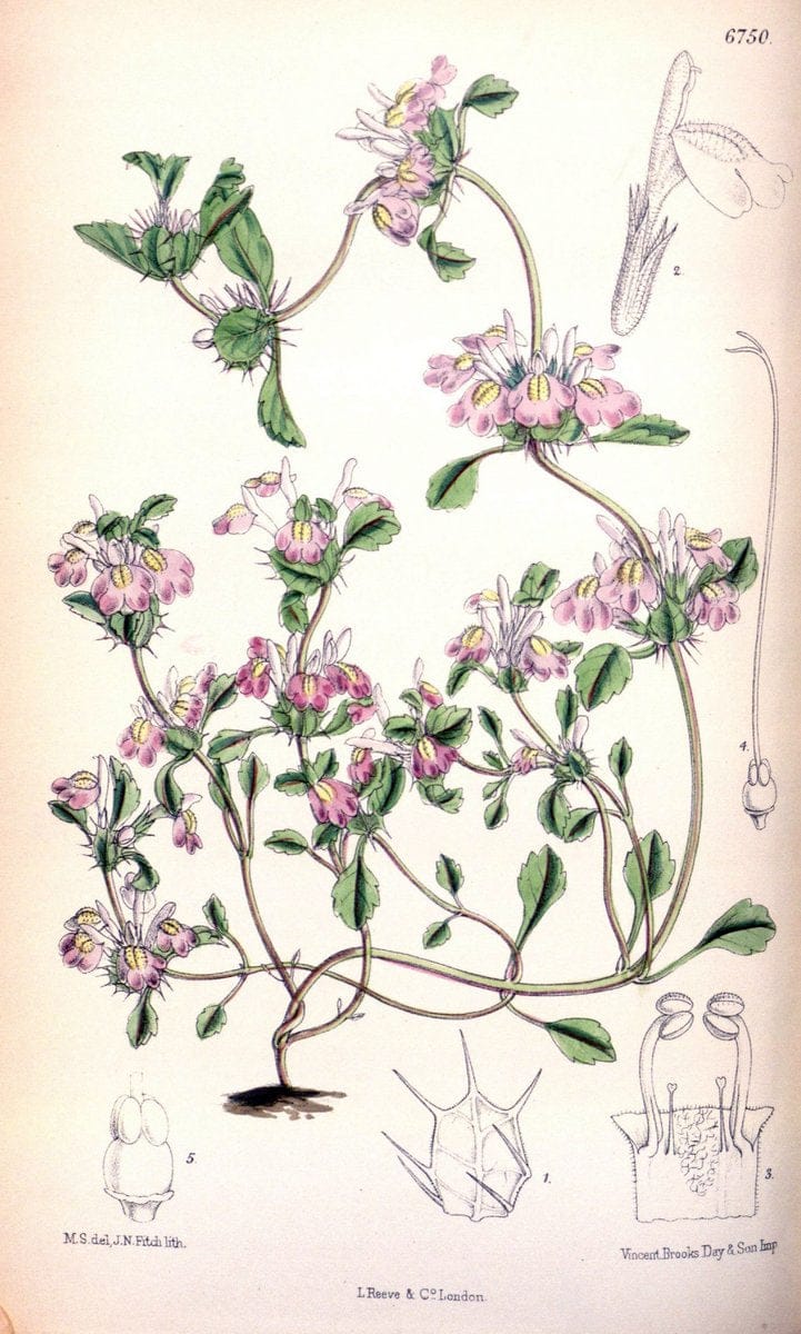 Curtis's botanical magazine. London ; New York [etc.] :Academic Press [etc.]. | "Botanical illustration" Botany Periodicals "Pictorial works" "Plants, Ornamental"  | Vintage Print Reproduction 457708