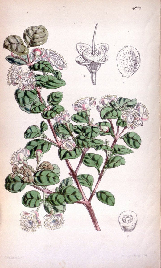 Curtis's botanical magazine. London ;New York [etc.] :Academic Press [etc.]. | Botany Periodicals "Pictorial works"  | Vintage Print Reproduction 457709