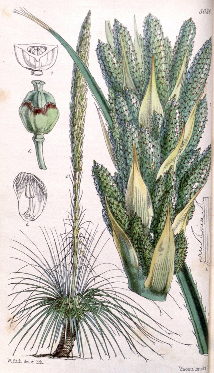 Curtis's botanical magazine. London ; New York [etc.] :Academic Press [etc.]. | "Botanical illustration" Botany Periodicals "Pictorial works" "Plants, Ornamental"  | Vintage Print Reproduction 457710