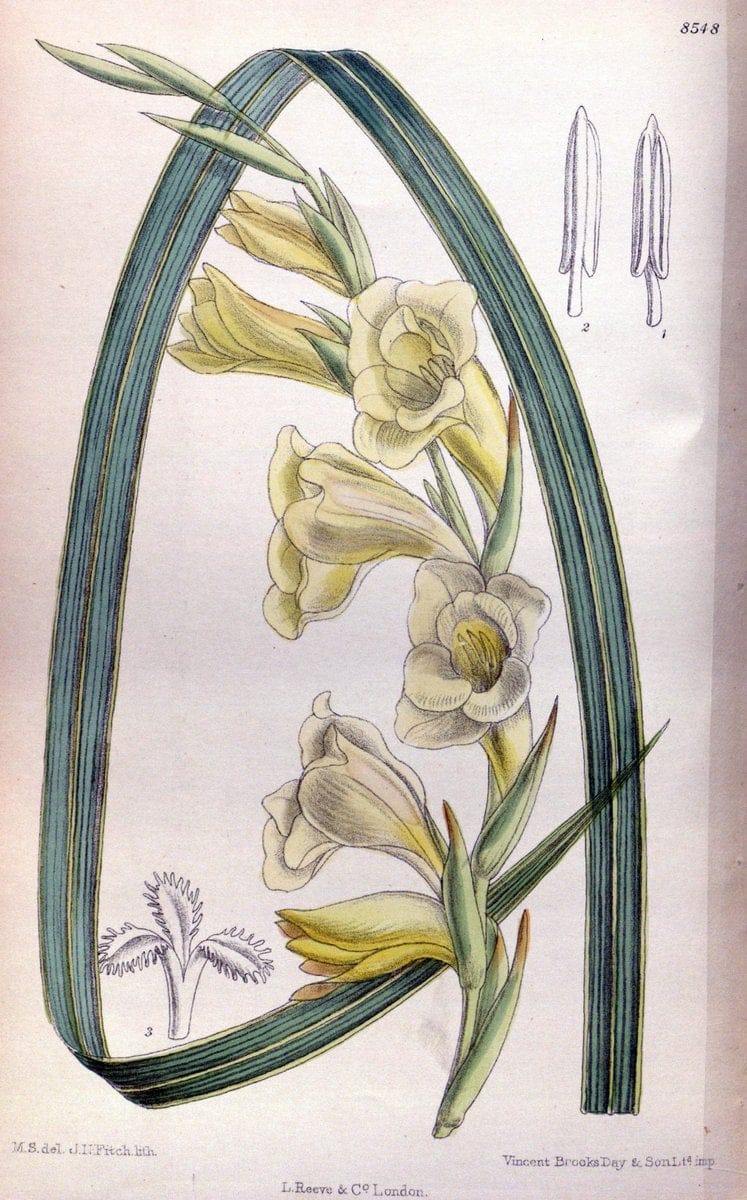 Curtis's botanical magazine. London ; New York [etc.] :Academic Press [etc.]. | "Botanical illustration" Botany Periodicals "Pictorial works" "Plants, Ornamental"  | Vintage Print Reproduction 457711