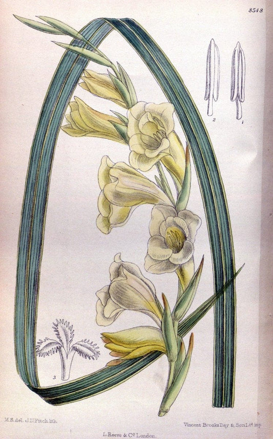 Curtis's botanical magazine. London ; New York [etc.] :Academic Press [etc.]. | "Botanical illustration" Botany Periodicals "Pictorial works" "Plants, Ornamental"  | Vintage Print Reproduction 457711