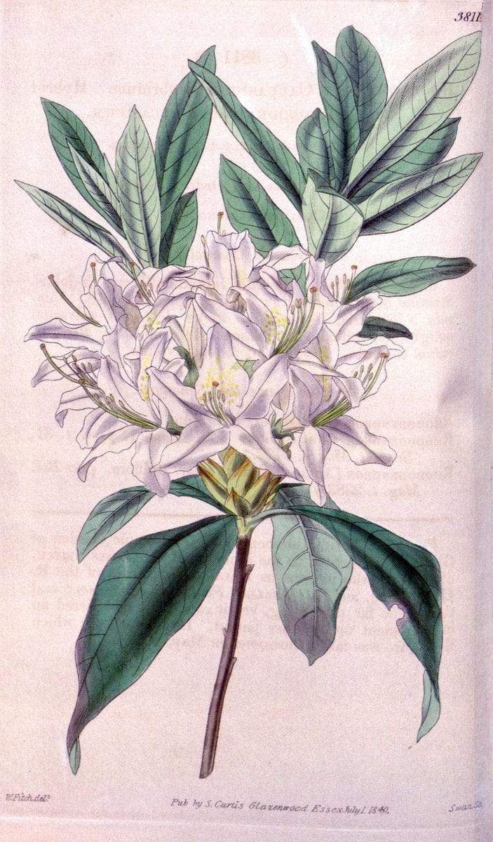 Curtis's botanical magazine. London ; New York [etc.] :Academic Press [etc.]. | "Botanical illustration" Botany Periodicals "Pictorial works" "Plants, Ornamental"  | Vintage Print Reproduction 457712