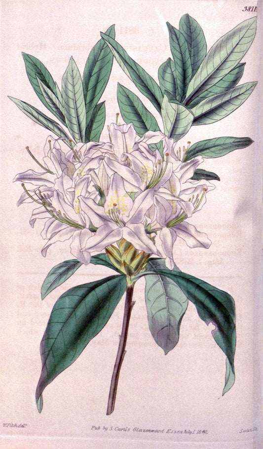 Curtis's botanical magazine. London ; New York [etc.] :Academic Press [etc.]. | "Botanical illustration" Botany Periodicals "Pictorial works" "Plants, Ornamental"  | Vintage Print Reproduction 457712