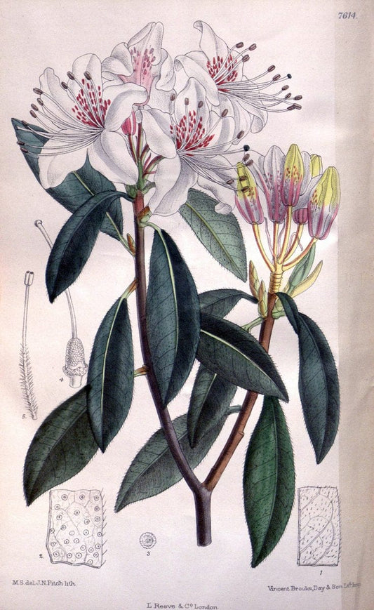 Curtis's botanical magazine. London ; New York [etc.] :Academic Press [etc.]. | "Botanical illustration" Botany Periodicals "Pictorial works" "Plants, Ornamental"  | Vintage Print Reproduction 457713