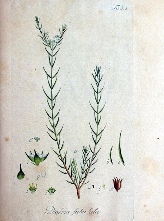 Collectio plantarum tam exoticarum, quam indigenarum, cum delineatione, descriptione cul | Botany | Vintage Print Reproduction 457714