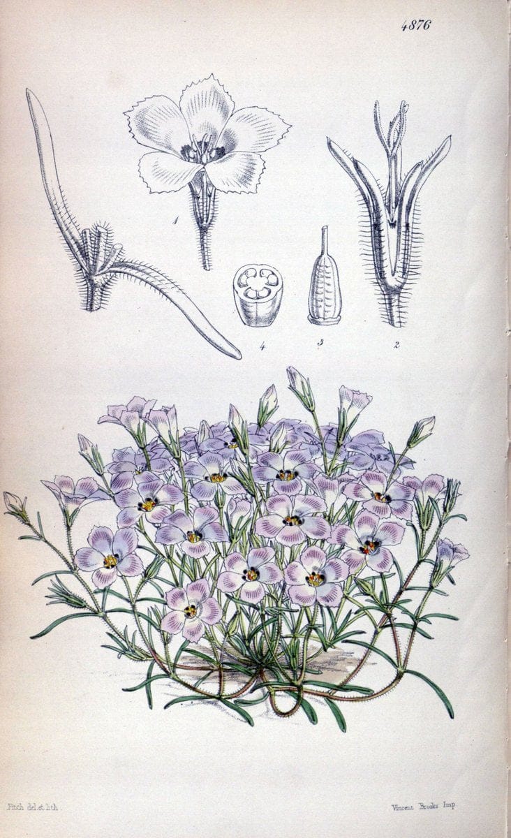 Curtis's botanical magazine. London ;New York [etc.] :Academic Press [etc.]. | Botany Periodicals "Pictorial works"  | Vintage Print Reproduction 457715