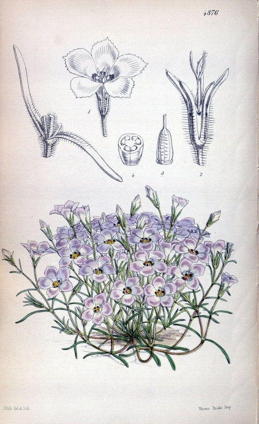 Curtis's botanical magazine. London ;New York [etc.] :Academic Press [etc.]. | Botany Periodicals "Pictorial works"  | Vintage Print Reproduction 457715