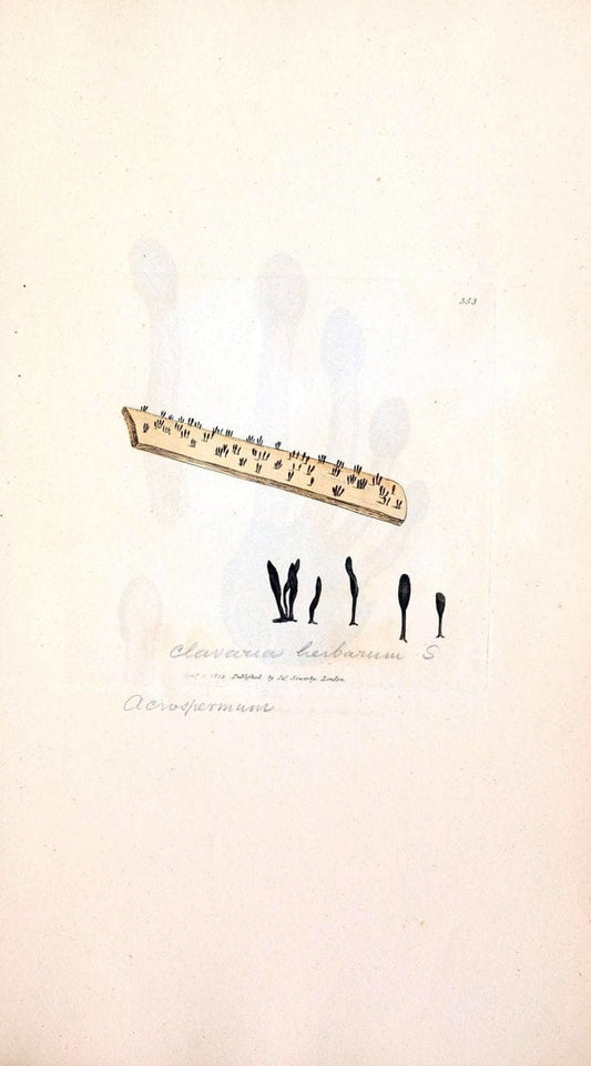 Coloured figures of English fungi or mushrooms. London,Printed by J. Davis,1797-[1809]. | England Mushrooms  | Vintage Print Reproduction 457716