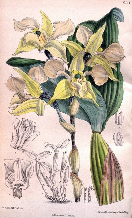 Curtis's botanical magazine. London ;New York [etc.] :Academic Press [etc.]. | Botany Periodicals "Pictorial works"  | Vintage Print Reproduction 457717