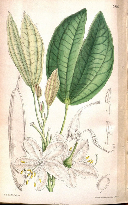 Curtis's botanical magazine. London ;New York [etc.] :Academic Press [etc.]. | Botany Periodicals "Pictorial works"  | Vintage Print Reproduction 457718