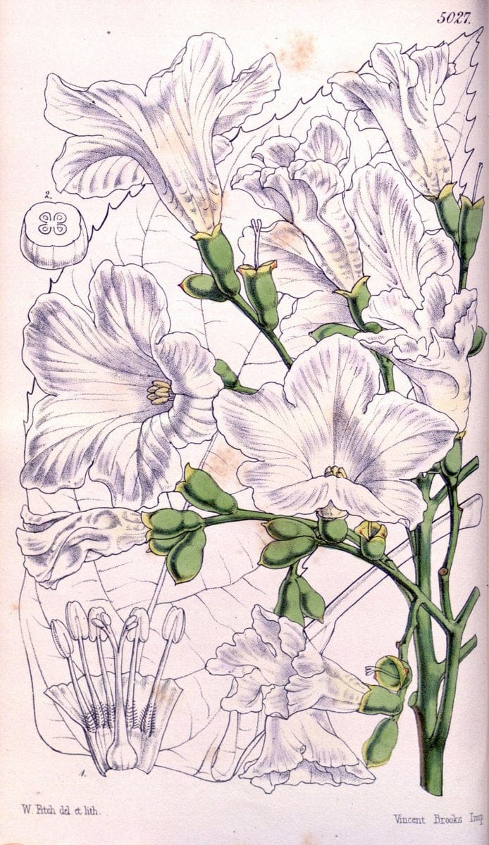 Curtis's botanical magazine. London ; New York [etc.] :Academic Press [etc.]. | "Botanical illustration" Botany Periodicals "Pictorial works" "Plants, Ornamental"  | Vintage Print Reproduction 457719