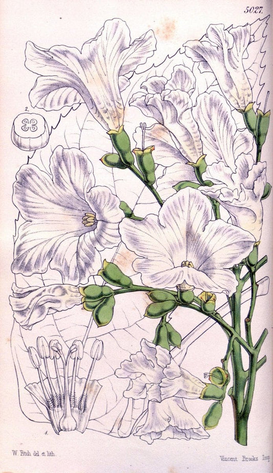 Curtis's botanical magazine. London ; New York [etc.] :Academic Press [etc.]. | "Botanical illustration" Botany Periodicals "Pictorial works" "Plants, Ornamental"  | Vintage Print Reproduction 457719