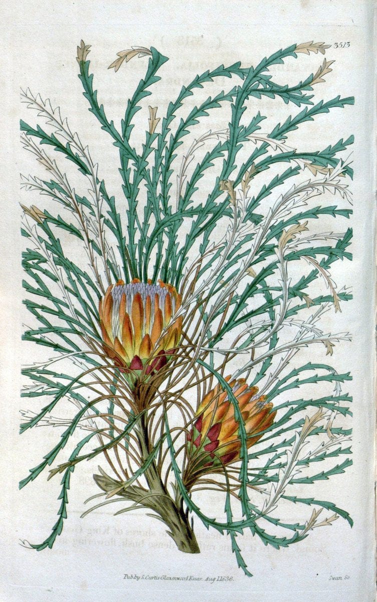 Curtis's botanical magazine. London ;New York [etc.] :Academic Press [etc.]. | Botany Periodicals "Pictorial works"  | Vintage Print Reproduction 457720