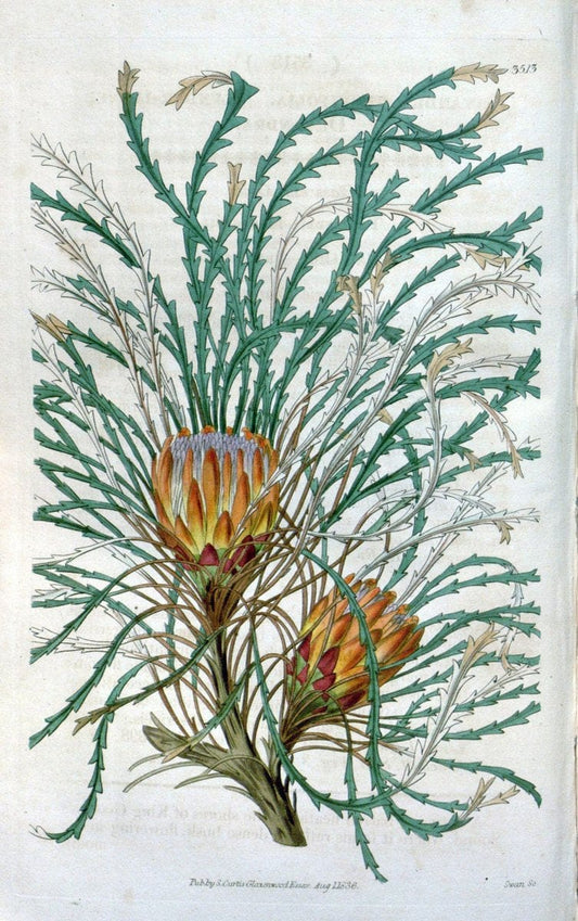 Curtis's botanical magazine. London ;New York [etc.] :Academic Press [etc.]. | Botany Periodicals "Pictorial works"  | Vintage Print Reproduction 457720